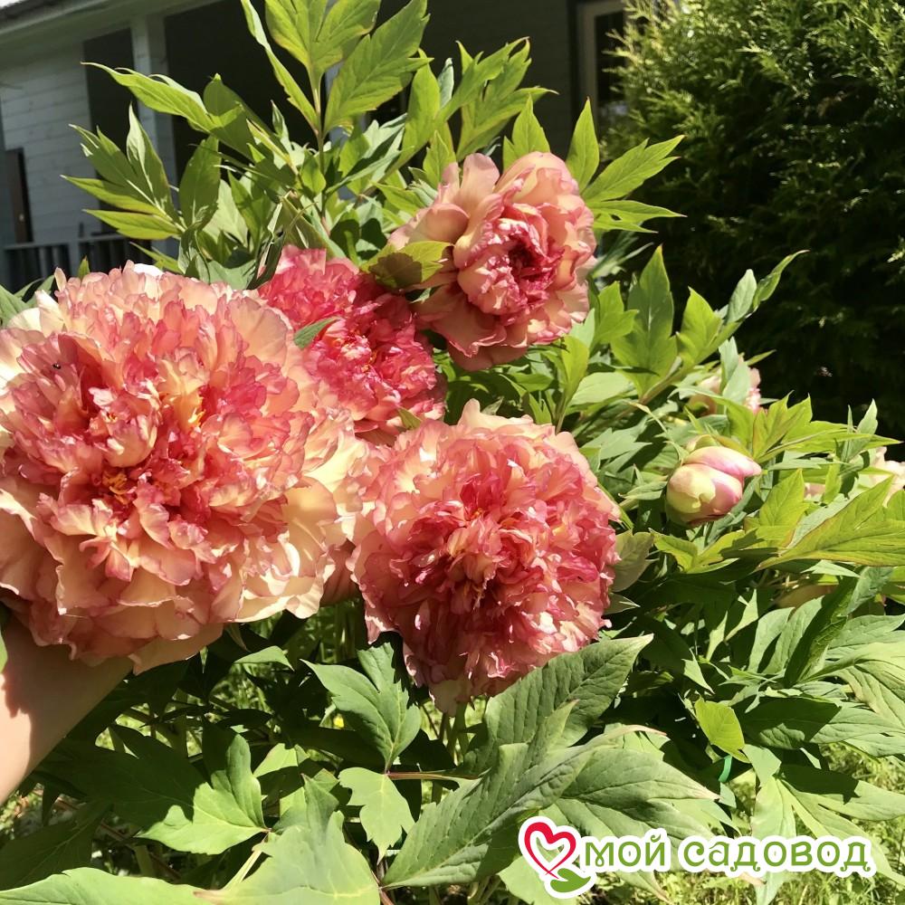 ПИОН ДРЕВОВИДНЫЙ КИНКО