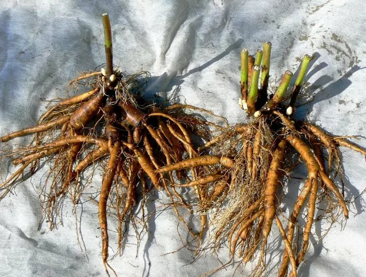 Лилейник Найл Крейн